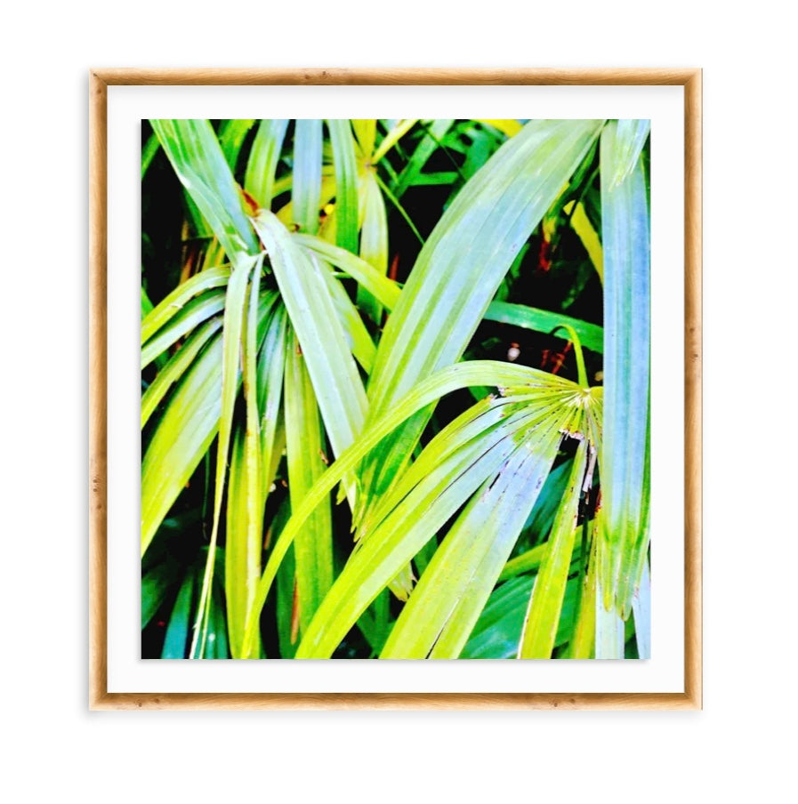 Framed Botanicals