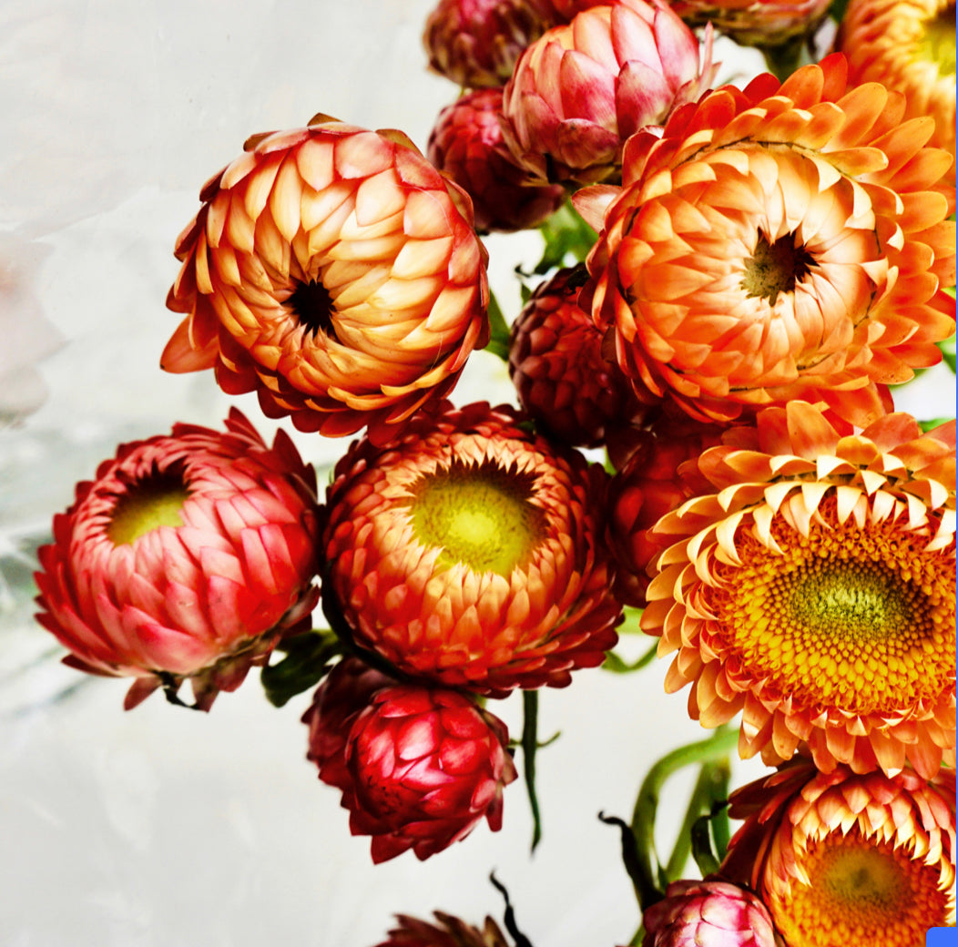 Unframed Fine Art Prints