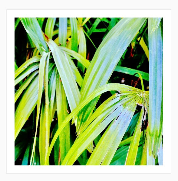 Tropic