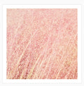 Pink Fluff