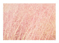 Pink Fluff
