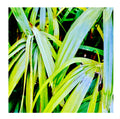 Tropic