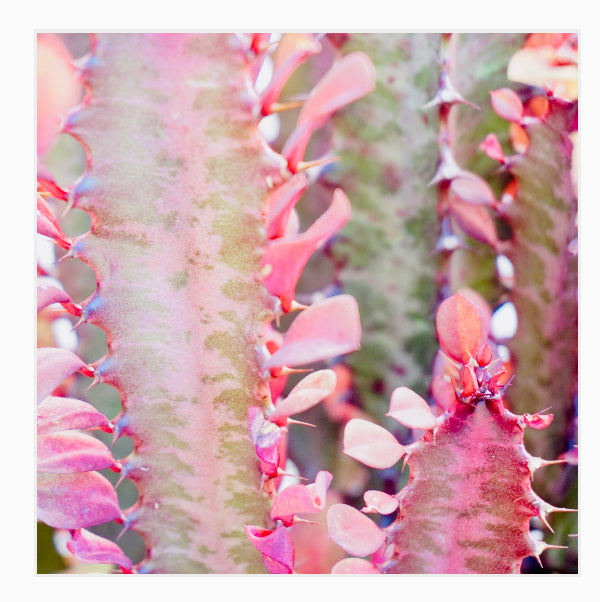 With A Bit Of Pink