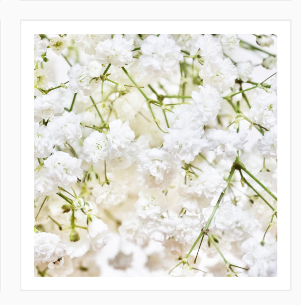 Popflower