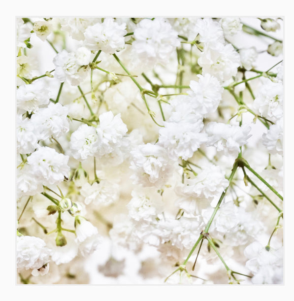 Popflower