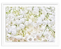Popflower