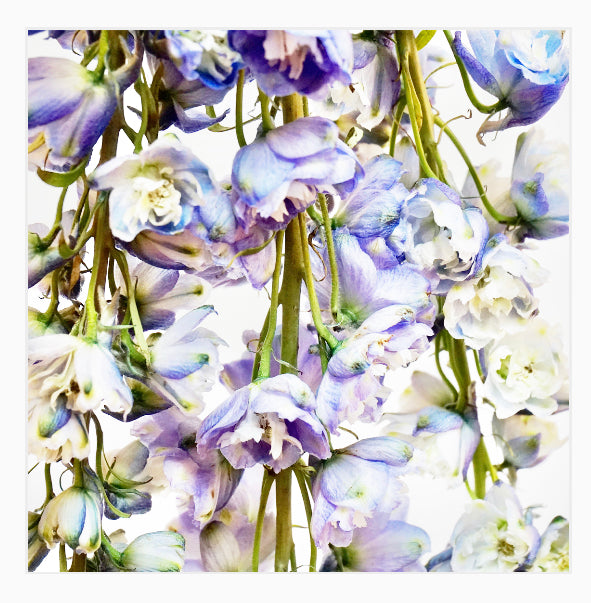 Flower Shower