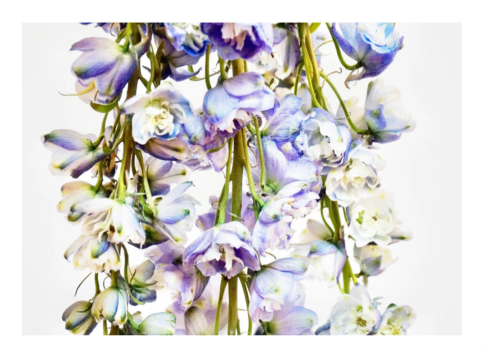Flower Shower