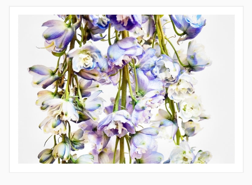 Flower Shower