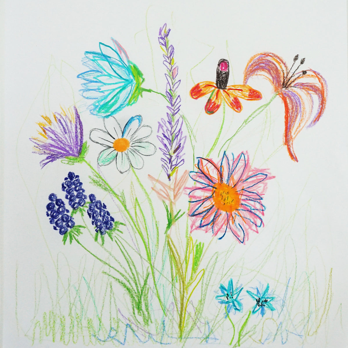 Mayflowers