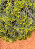 Desert Blooms