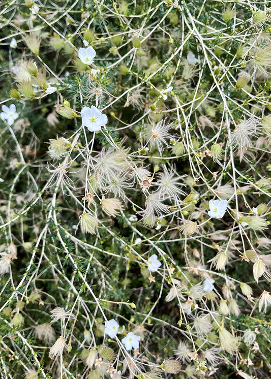 Fluffy Greens