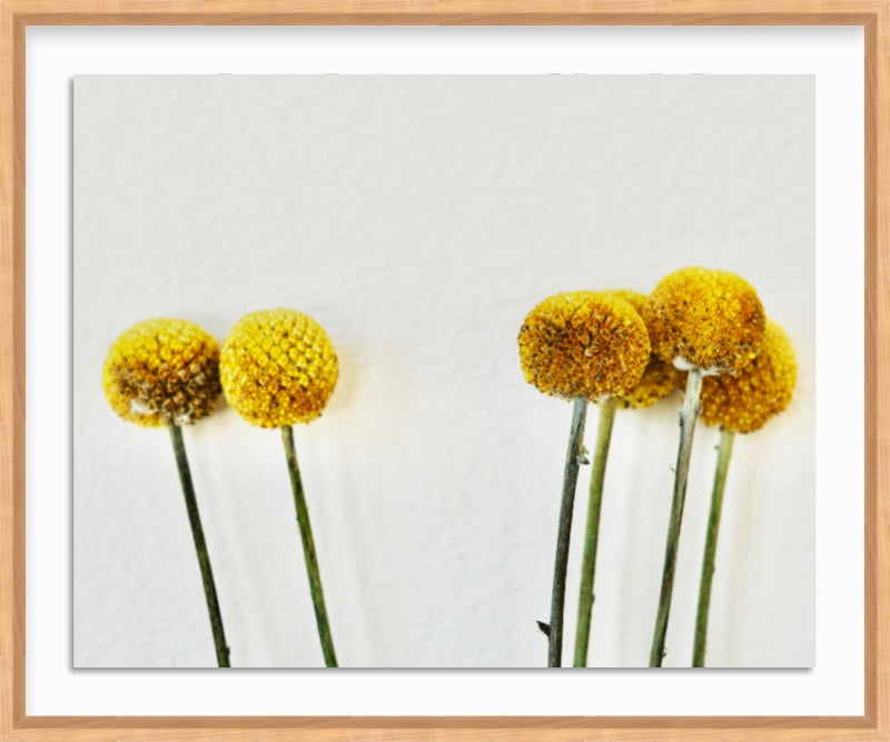 Pom