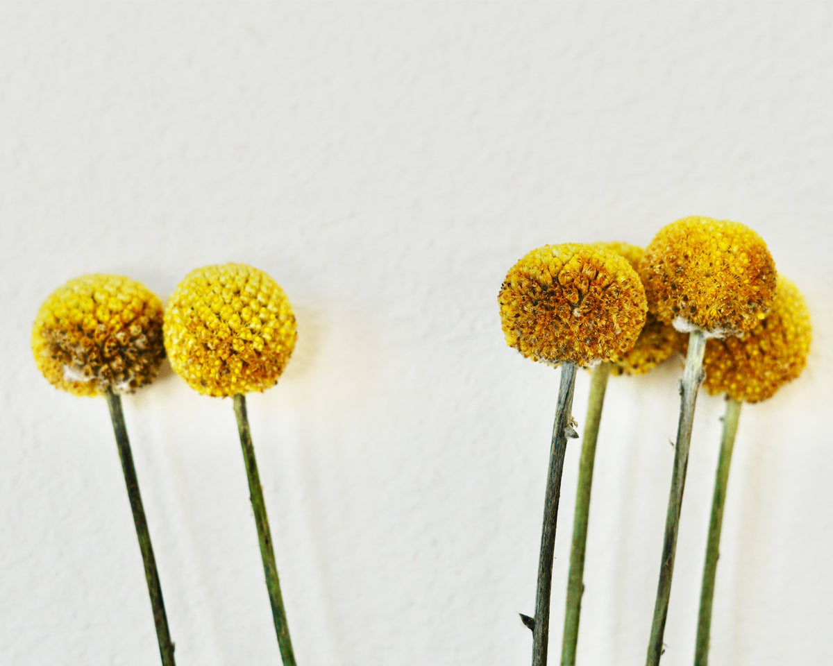 Pom