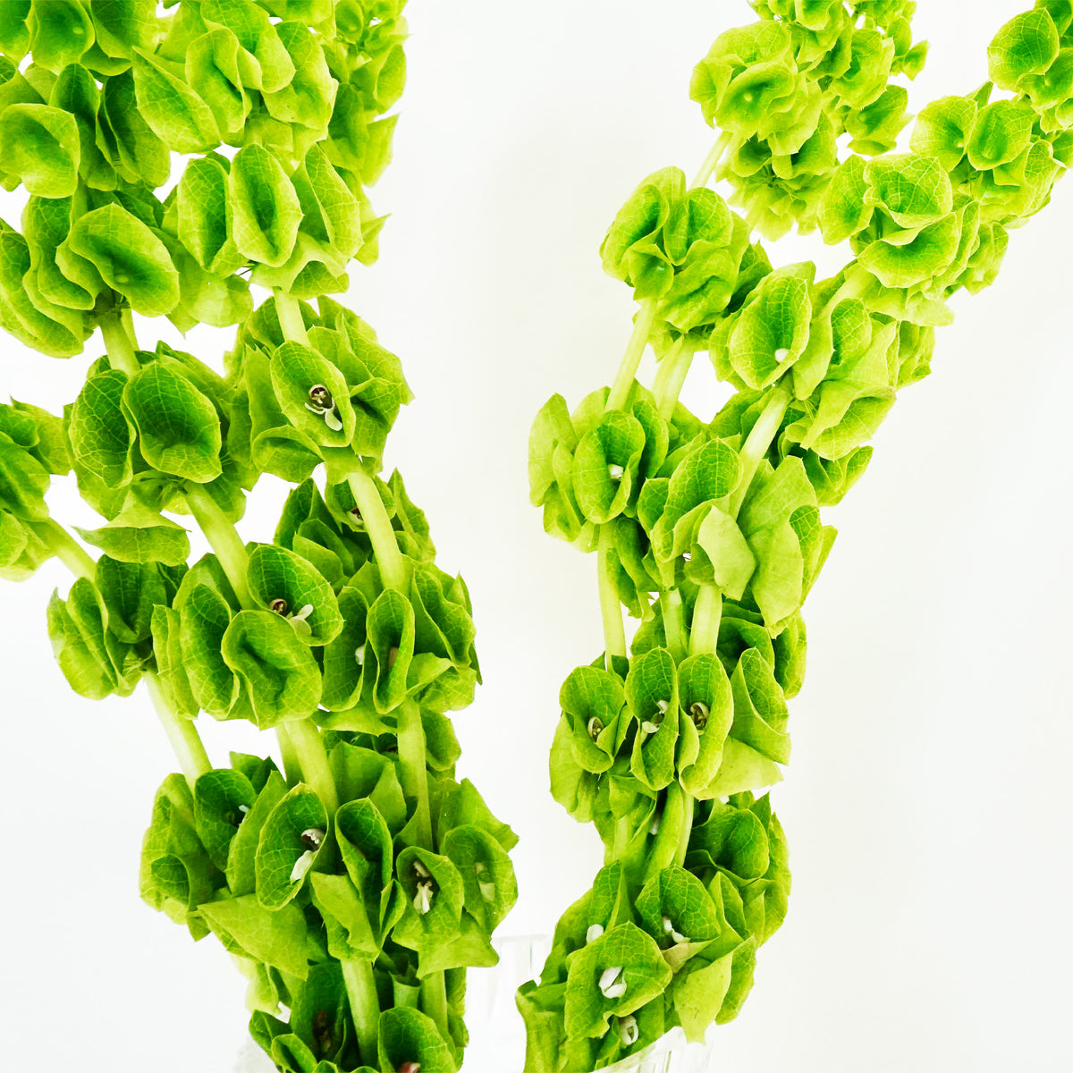 Spring Greens IV