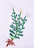 Chamomile Grace