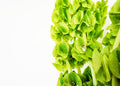 Spring Greens I