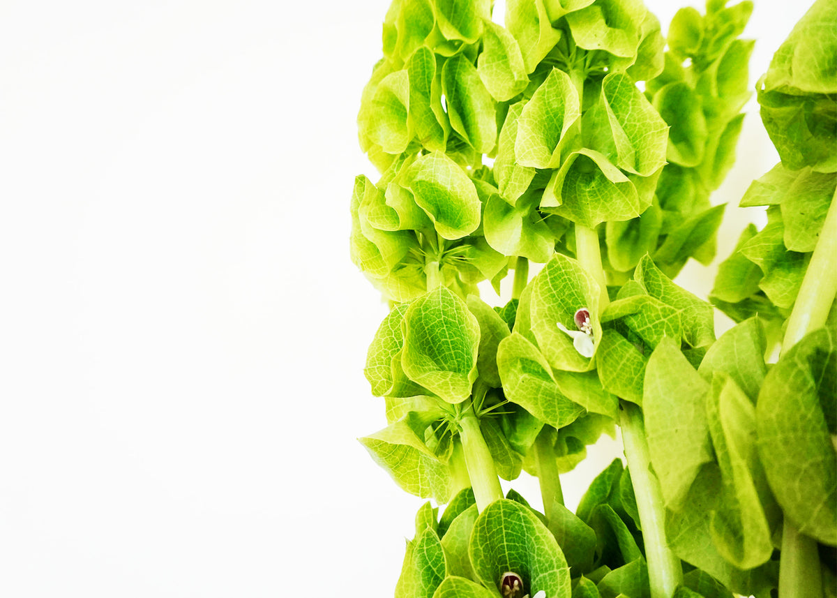 Spring Greens I