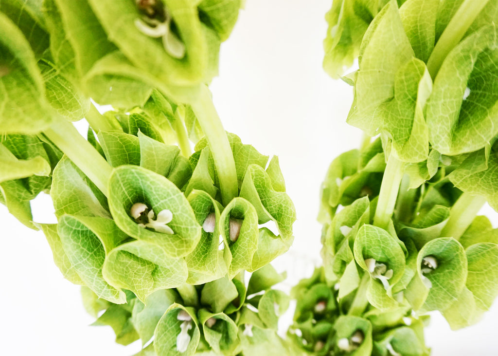 Spring Greens II