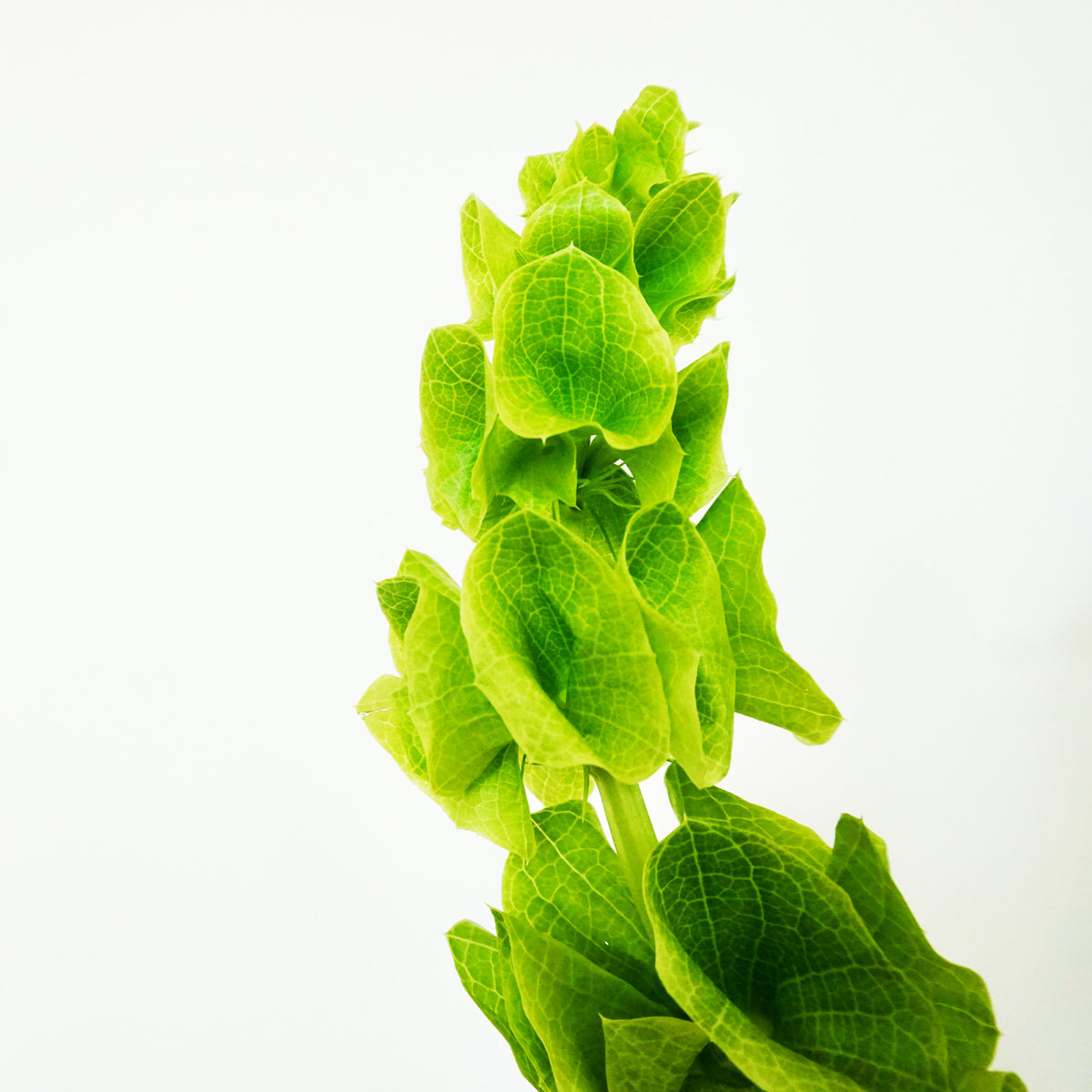 Spring Greens III