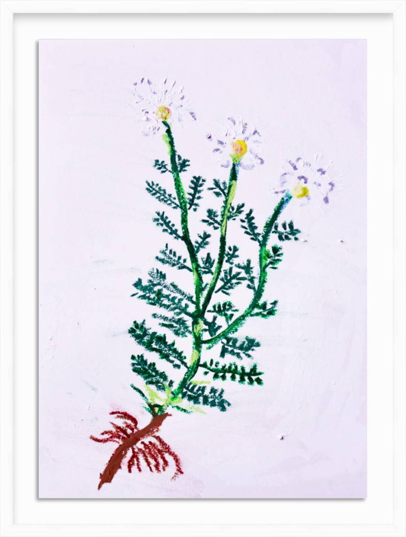 Chamomile Grace